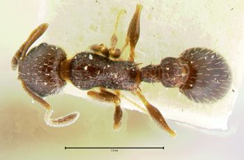 Media type: image;   Entomology 21039 Aspect: habitus dorsal view